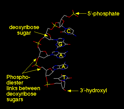 Phosphodiester bonds in DNA (from Introduction to DNA structure, Richard B. Hallick, U Arizona)